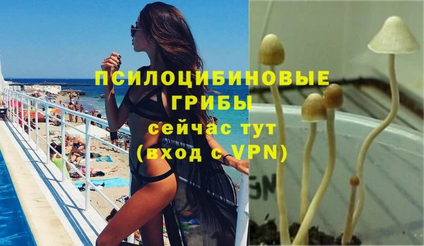 дмт Богданович